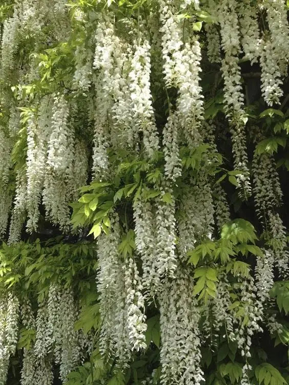 Wisteria Seeds - Spiky Flower Seeds for Garden or Balcony Cultivation – view 9