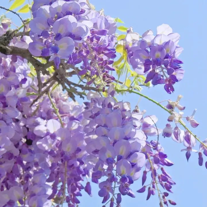 Wisteria Seeds - Spiky Flower Seeds for Garden or Balcony Cultivation – view 2