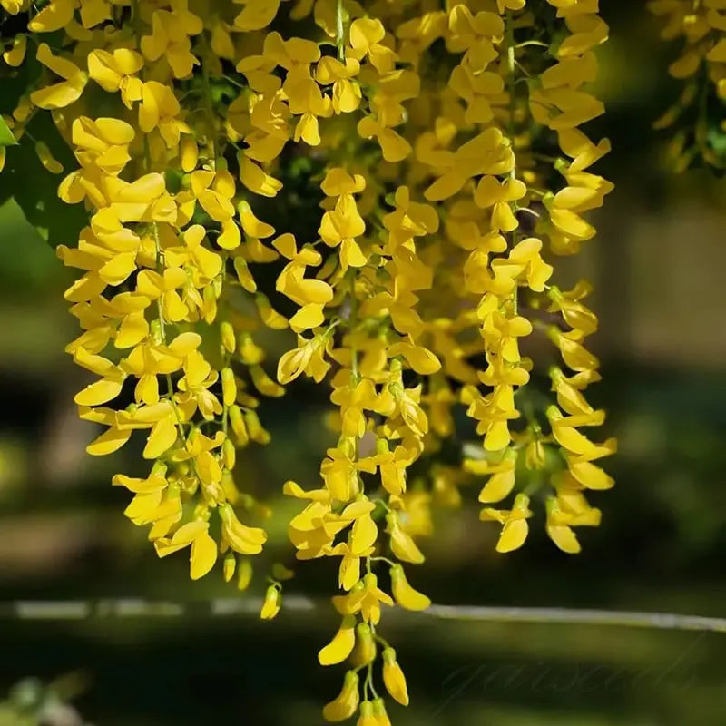 Wisteria Seeds - Spiky Flower Seeds for Garden or Balcony Cultivation – view 7