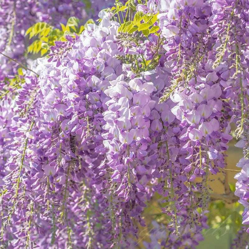 Wisteria Seeds - Spiky Flower Seeds for Garden or Balcony Cultivation – view 3
