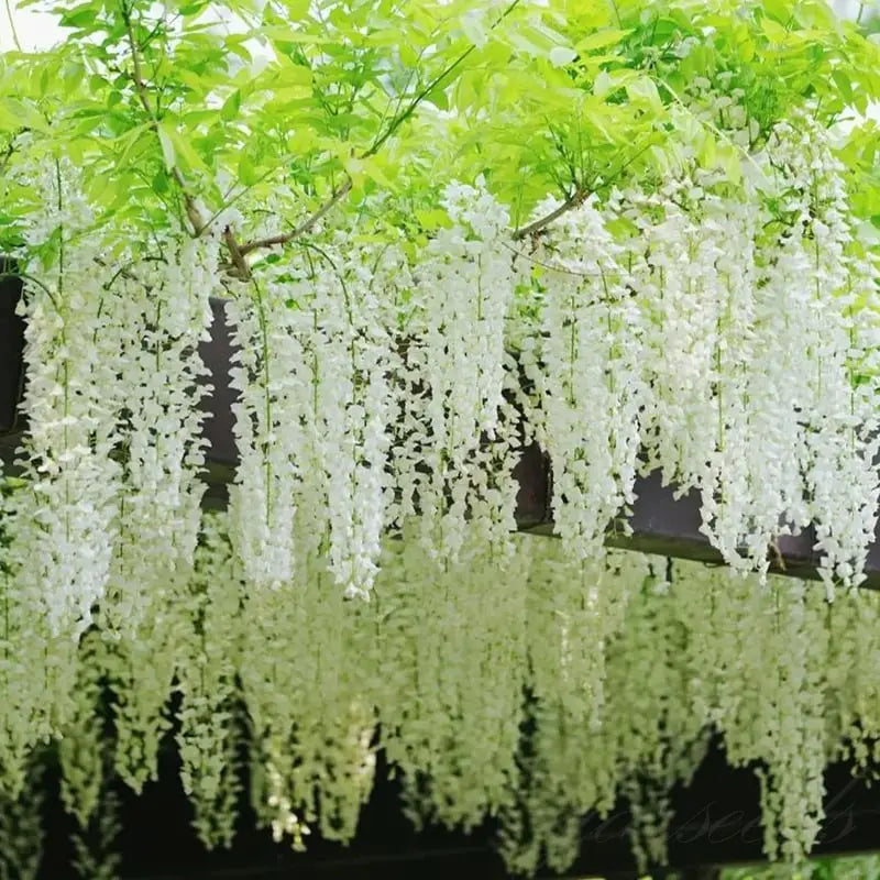 Wisteria Seeds - Spiky Flower Seeds for Garden or Balcony Cultivation – view 8