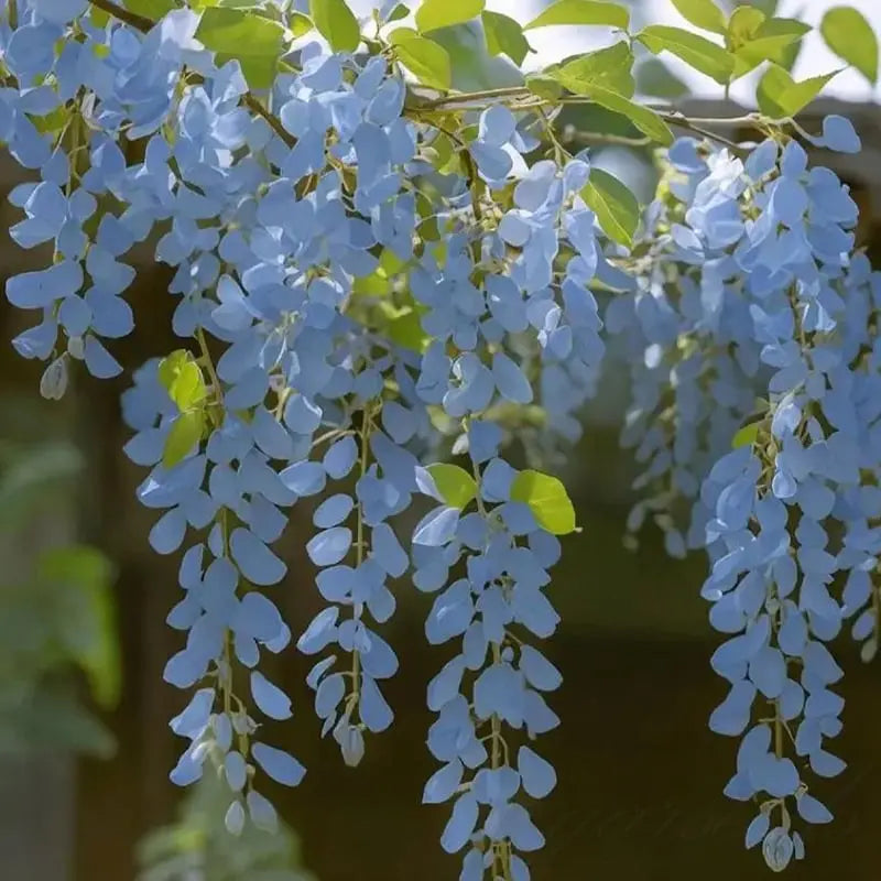 Wisteria Seeds - Spiky Flower Seeds for Garden or Balcony Cultivation – view 5