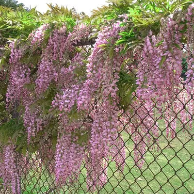 Wisteria Seeds - Spiky Flower Seeds for Garden or Balcony Cultivation – view 4