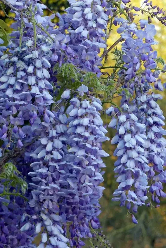Wisteria Seeds - Spiky Flower Seeds for Garden or Balcony Cultivation – view 6