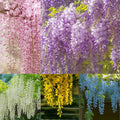 Wisteria Seeds - Spiky Flower Seeds for Garden or Balcony Cultivation
